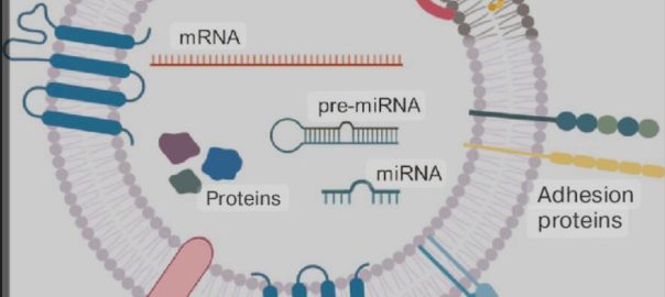 Exosome-cargo-Creative Biolabs