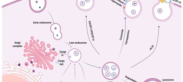 Exosome Biomarker Discovery A Research-Grade Workflow for Clean Isolation, Trustworthy Characterization, and Actionable RNA Readouts(OA Literature)