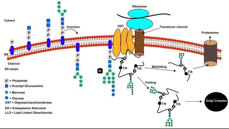Glycosylation in Biomedical Research: Mechanisms, Pathologies, and ...