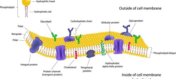 Antibody-Glycoprofiling