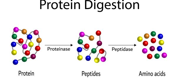 protein degestion-Creative Biolabs