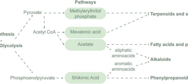 Biomass Components Quantitative Profiling: A Scientific Guide to Measuring What Matters in Complex Feedstocks(OA Literature)