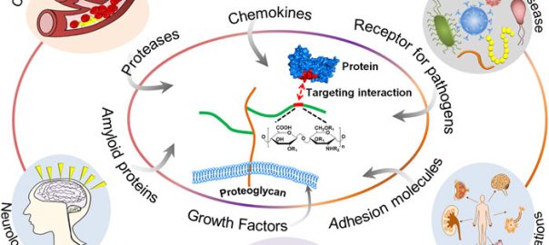 Glycosaminoglycan (GAG) Analysis: From Sulfation Codes to Quantitative, Interpretable Readouts(OA Literature)