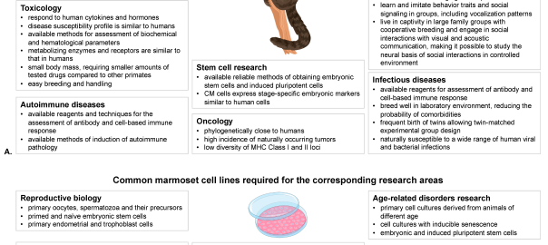 Marmosets in Translational Research: Why This Small Primate Is Making a Big Impact(OA Literature)