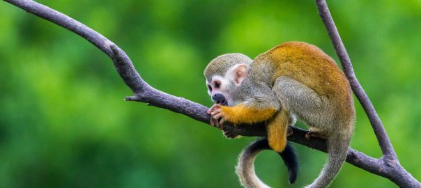 Squirrel-Monkey-creative-biolabs