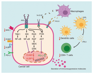 The Role of AXL in Cancer: A Modulator of Drug Resistance and ...