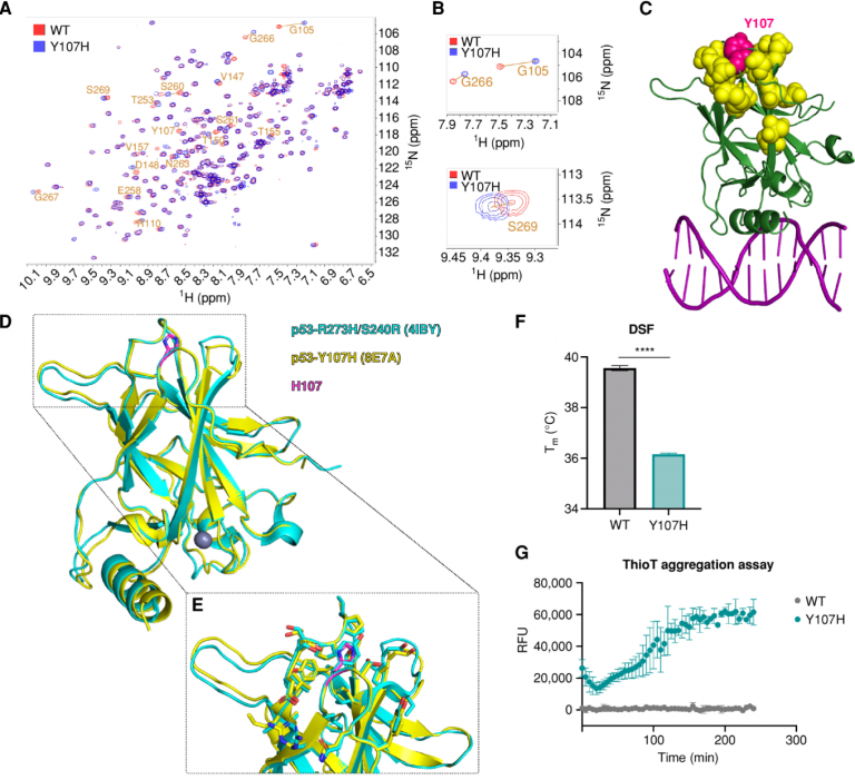 Unveiling the Key Mechanism of p53 in Tumor Suppression – Creative ...
