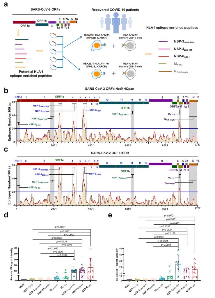Identification of HLA-I epitope-enriched peptides that activate CD8+ T lymphocytes from convalescent COVID-19 patients.