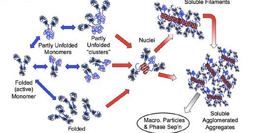 Pathway of Monoclonal Antibody Forming polymers