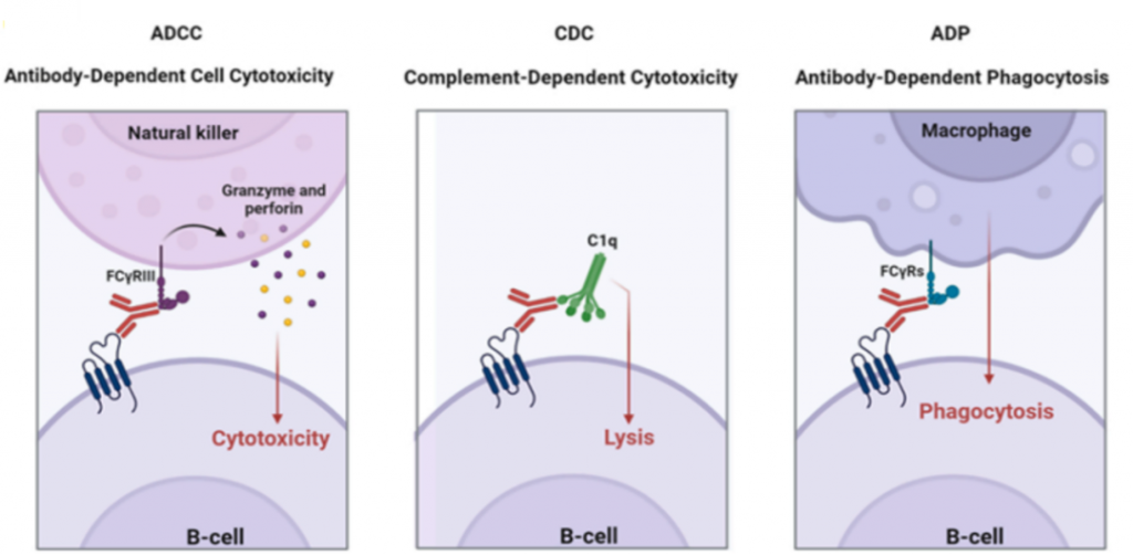 Monoclonal Antibodies How to Choose an IgG Subtype Creative Biolabs Blog