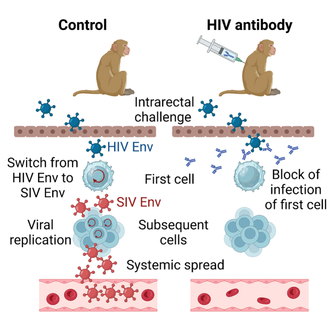 The molecular mechanism by which special antibodies protect the body