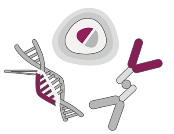 Icon for Bispecific Antibody Manufacturing