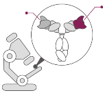 Icon for Bispecific Antibody Analysis
