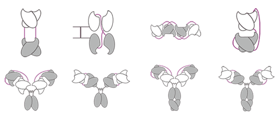 Diabody antibody fragment