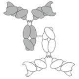 Antibody-antibody conjugate