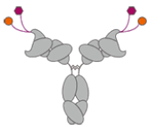Antibody-peptide conjugate