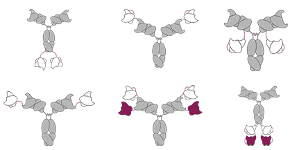 IgG-scFv appended IgG format