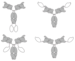 IgG-v appended IgG format