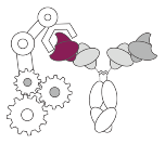 Icon for Bispecific Antibody Engineering