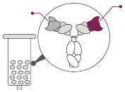 Icon for Bispecific Antibody Purification