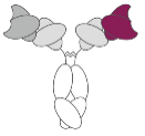 Icon for Bispecific Antibody Design
