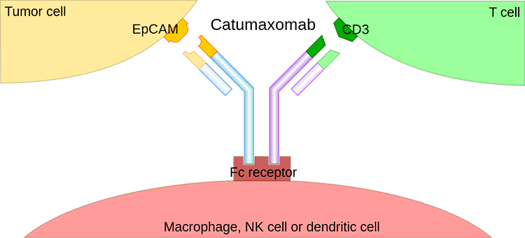 Fig. 1 BsAb targeting strategy. 