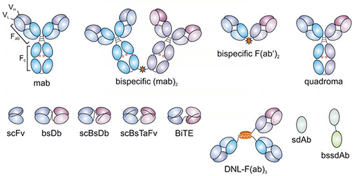 Different forms of BsAbs. (Stamova, S., 2012)