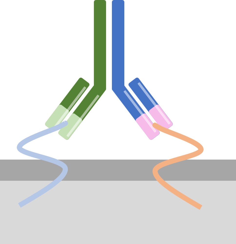 BsAbs Targeting Different Epitopes (Creative Biolabs Original)
