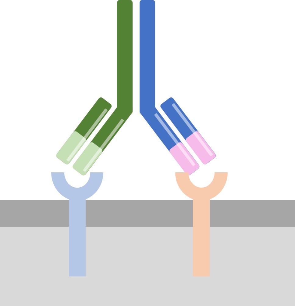 BsAbs Targeting Different Ligands (Creative Biolabs Original)