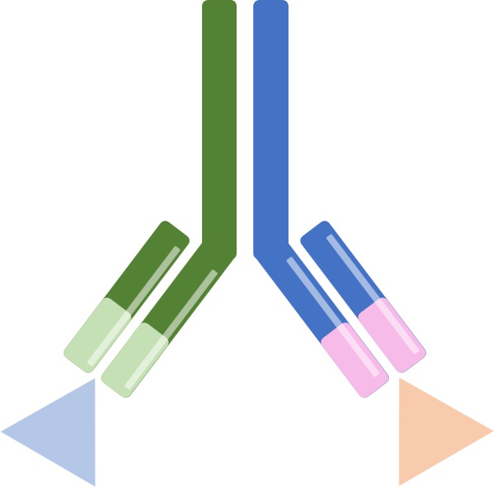 BsAbs Targeting Different Receptors (Creative Biolabs Original)