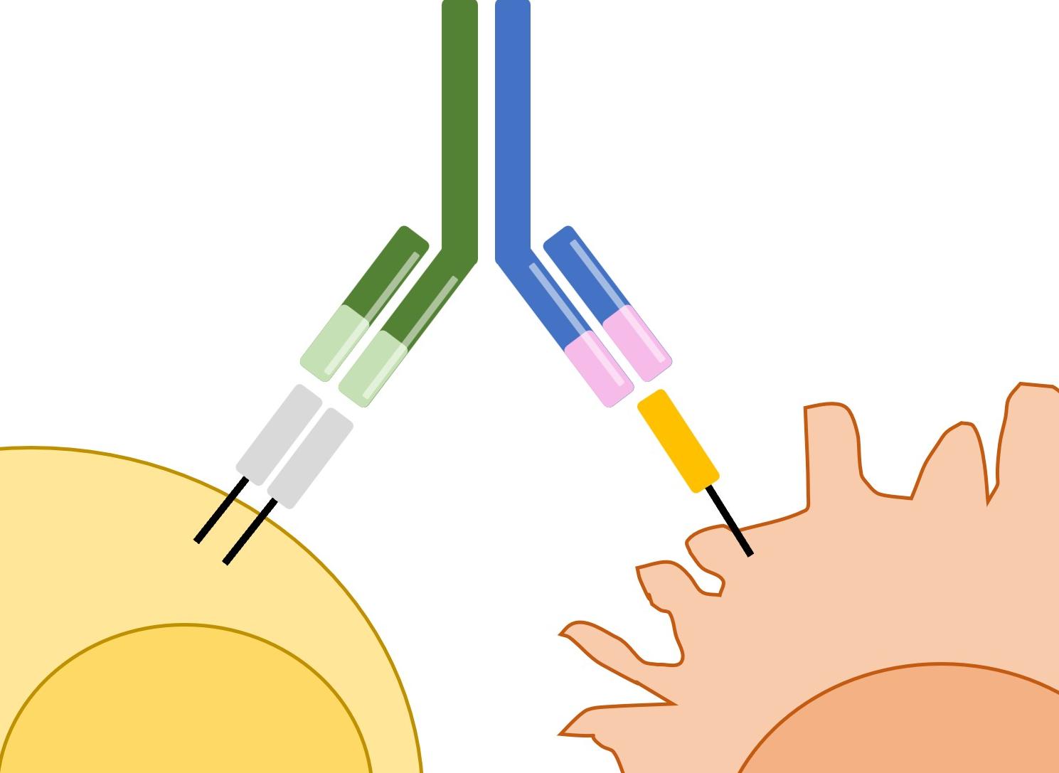 BsAbs Targeting Different Cells (Creative Biolabs Original)