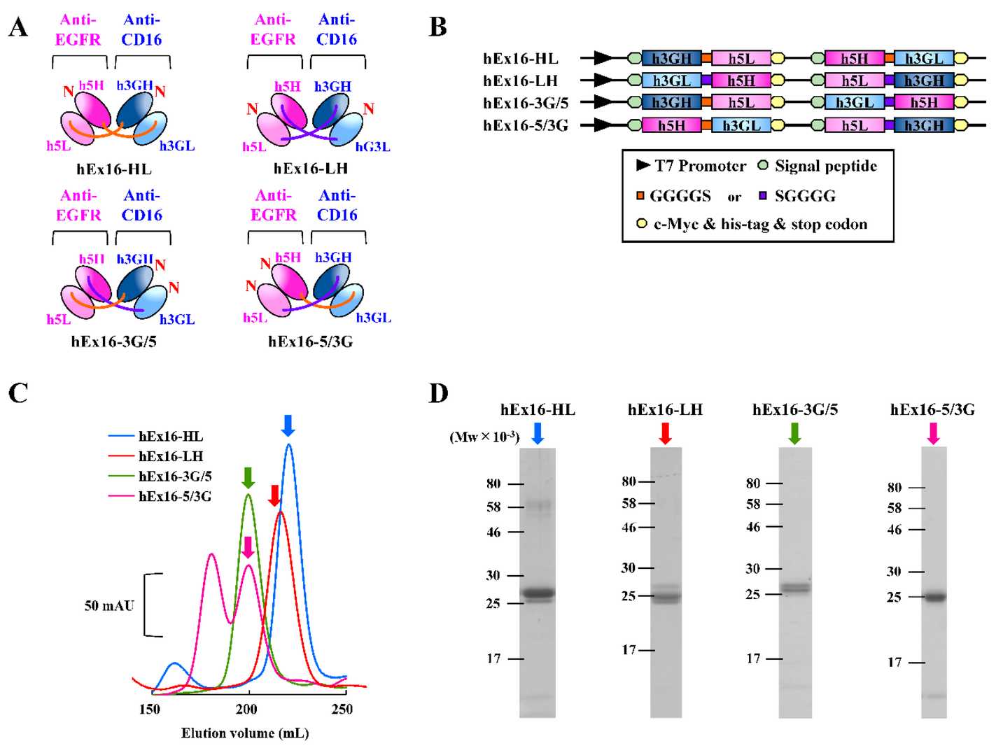 Diagram of various anti-EGFR × Anti-CD16 BsAbs with different domain orders. (OA Literature)