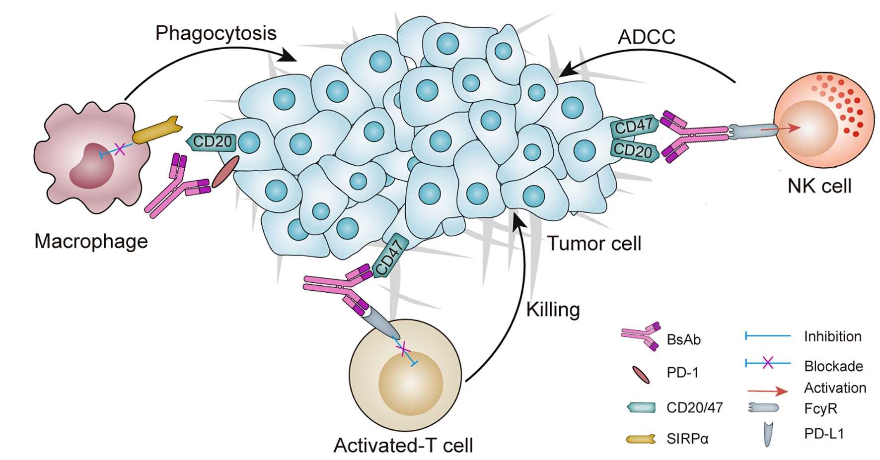 Schematic overview of a BsAb in cancer: mechanisms of action and potential targets. (OA Literature)