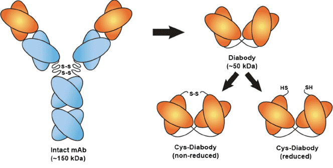 Schematic diagram of construction of the anti-αvβ6 diabody and the anti-αvβ6 cys-diabody. (White, J. B., 2015)