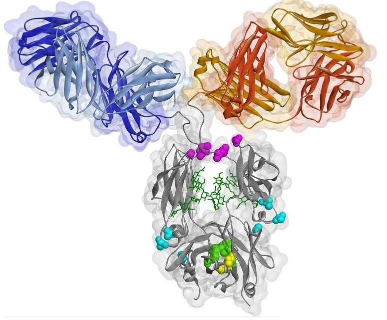 Structural characteristics and functional binding properties of CrossMAb RG7716.