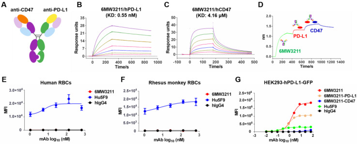 Fig.1 Schematic of generation and characterization of 6MW3211. (OA Literature)