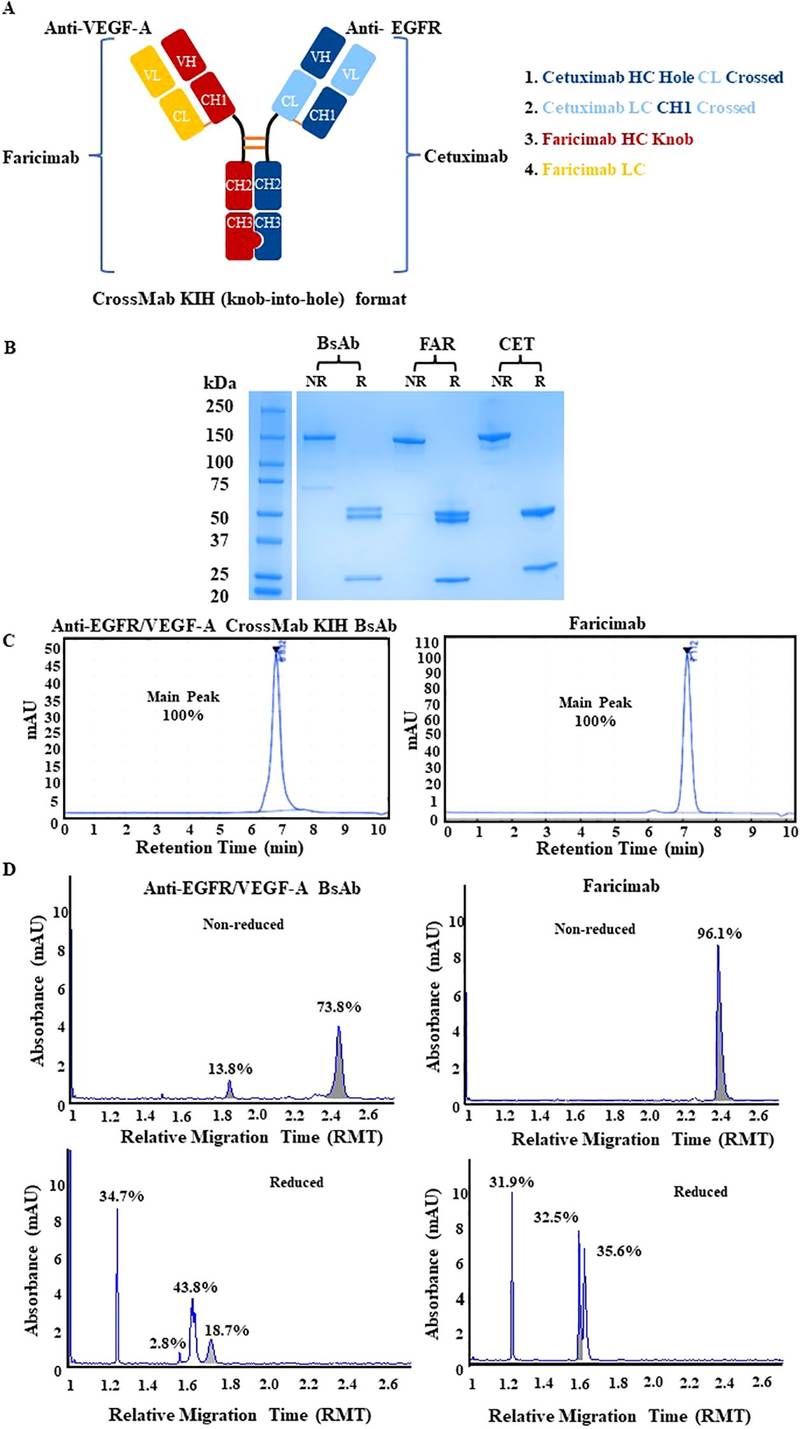 Fig.1 Schematic of physiochemical characterization of anti-EGFR/VEGF-A CrossMab/KIH BsAb. (OA Literature)