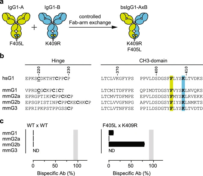 Fig.1 Schematic showing principle of controlled Fab-arm exchange for the generation of human IgG1-based bispecific antibodies. (OA Literature)