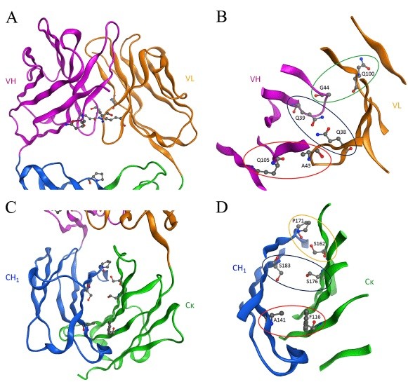 Fig.1 Schematic showing residues at VH-VL and CH1-CL interfaces for substitutions are buried, conserved, and spatially close. (OA Literature)