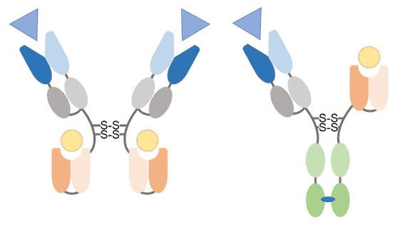 Fig.1 Schematic showing structures and SDS-PAGE profiles of the antibodies. (OA Literature)