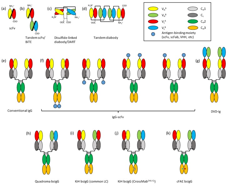 Fig.1 Schematic representations of bispecific antibody (bsAb) formats discussed in this article. (OA Literature)