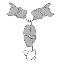 Fig.1 IgG(L,H)-Fv BsAb. (Creative Biolabs Original)
