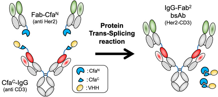 Fig.1 Schematic of IgG–Fab2 construction via PTS reaction. (OA Literature)
