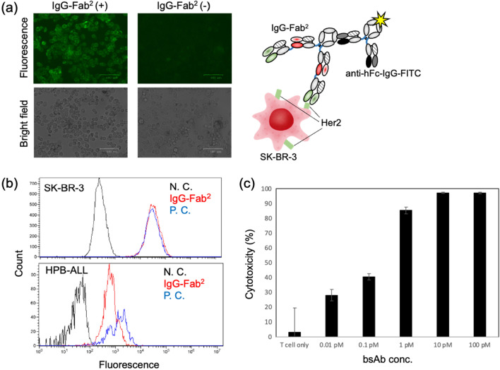 Fig.2 Schematic showing the binding activity of the constructed IgG–Fab2(Her2/CD3). (OA Literature)