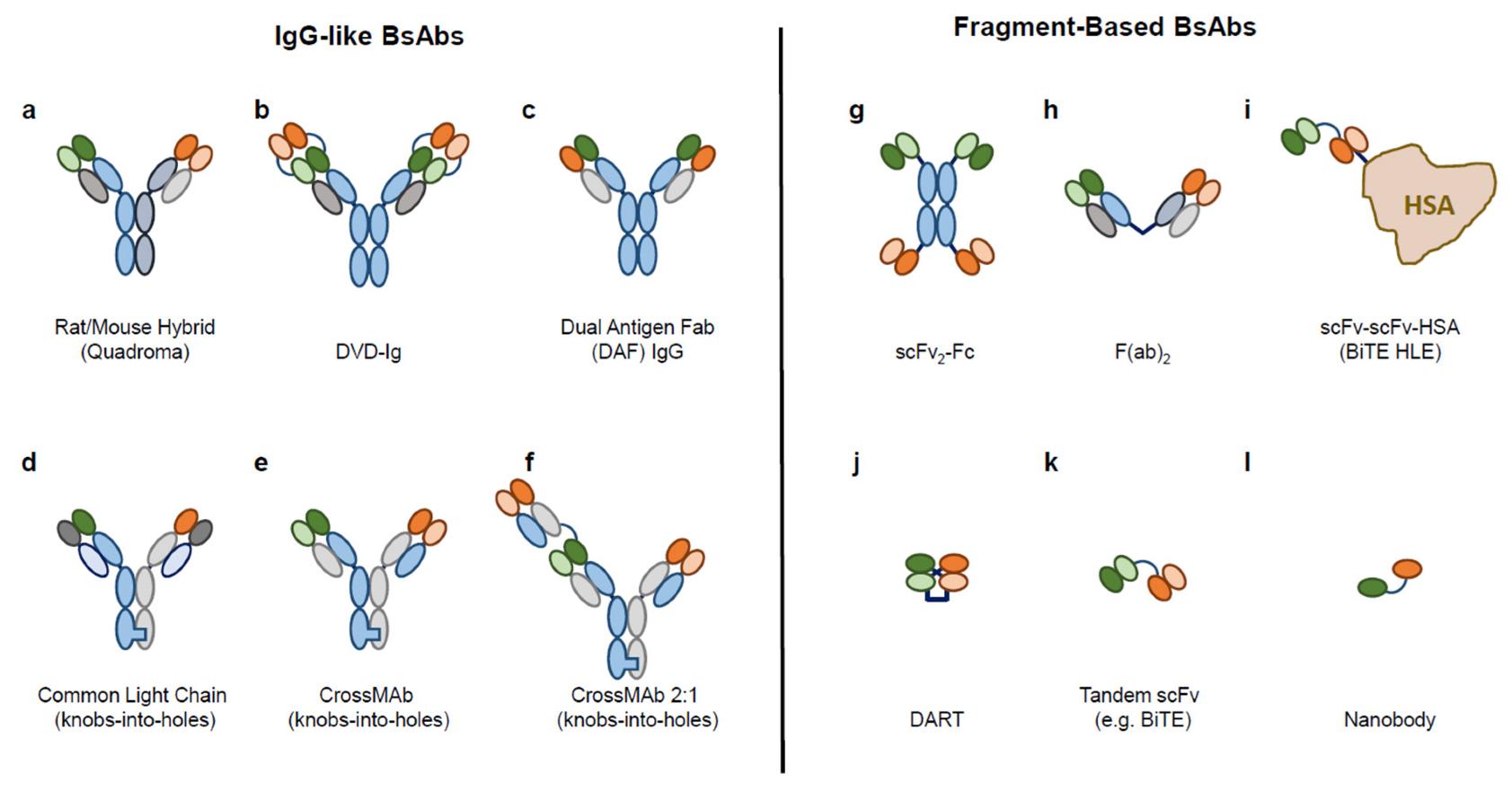 Fig.1 Schematic showing examples of BsAb formats and structural diversity. (OA Literature)