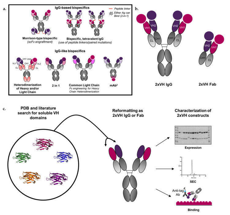 Fig. 2 Schematic of bispecific IgG-based formats and overview of 2xVH IgG and Fab format. (OA Literature)
