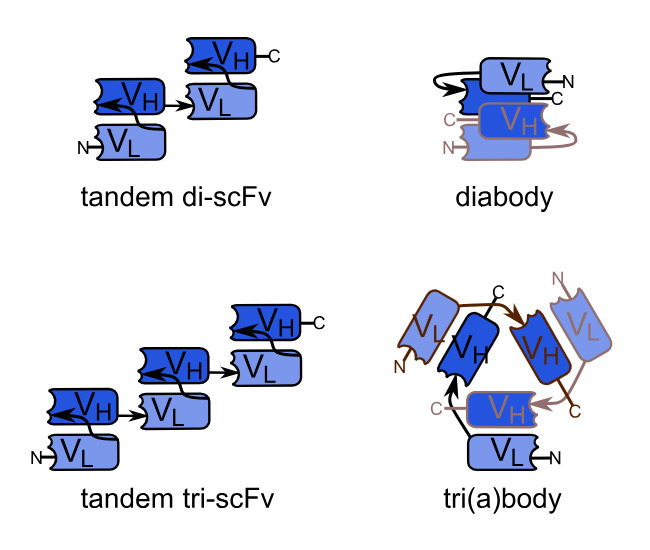 Fig.1 Schematic of tandem scFv.