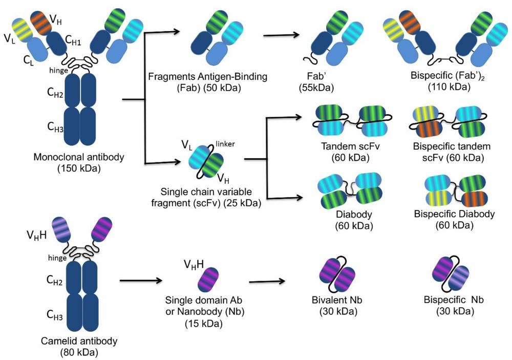 Fig. 1 Schematic representation of the structure of conventional and camelidae monoclonal antibodies and of different antibody fragments. (OA Literature)