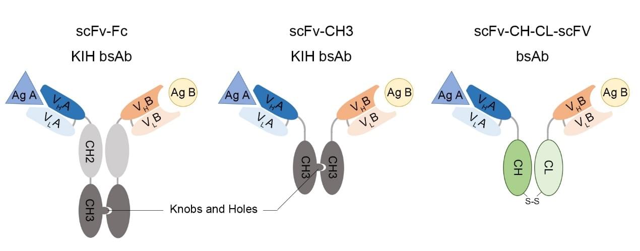 Fig. 1 Forms of ScFv fragments BsAbs. (Creative Biolabs Original)
