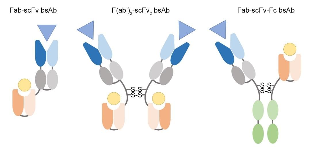 Fig.1 Structure of scFv-Fab fragments bispecific BsAbs. (Creative Biolabs Original)